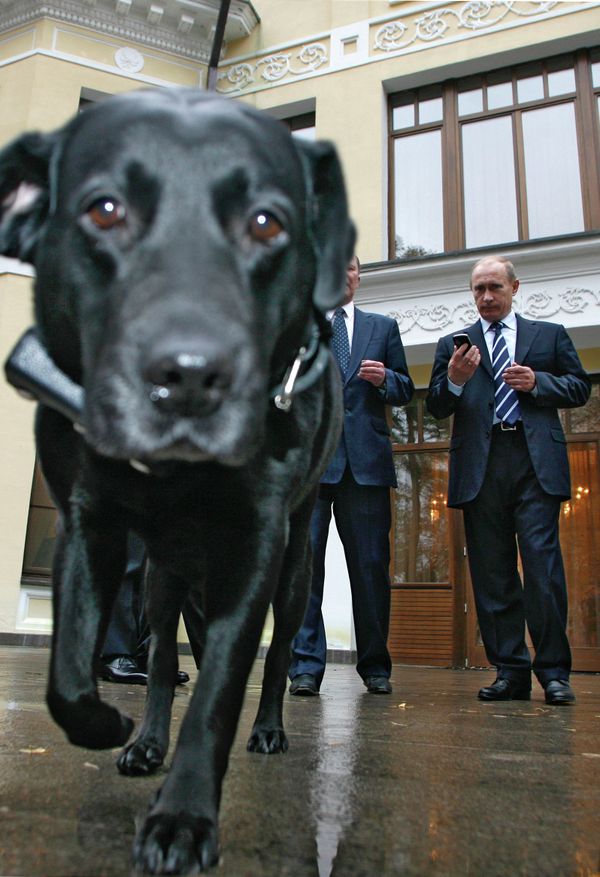 Vladímir Putin en el mundo animal - Sputnik Mundo