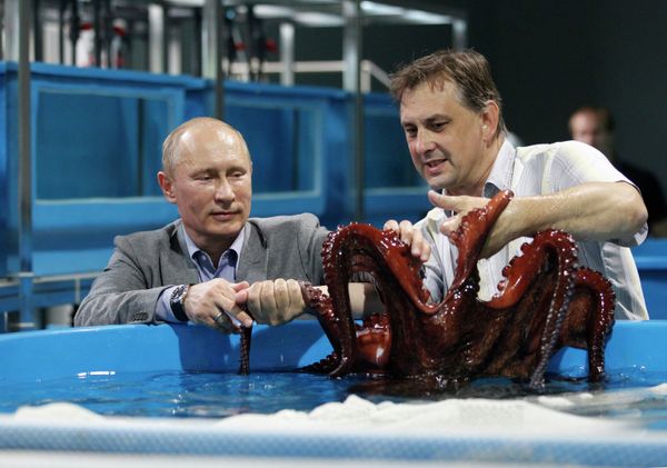 Vladímir Putin en el mundo animal - Sputnik Mundo