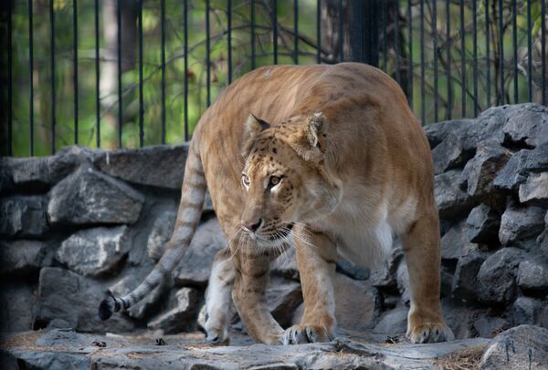 Híbrido de ligre y león nace en el zoológico de Novosibirsk - Sputnik Mundo