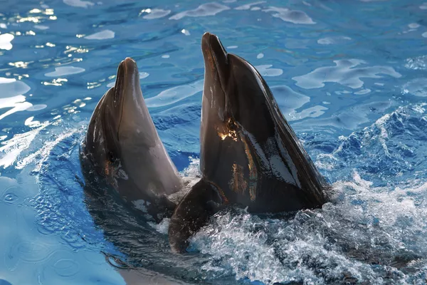 El delfinario más grande de Rusia abre sus puertas en Sochi El delfinario más grande de Rusia abre sus puertas en Sochi - Sputnik Mundo