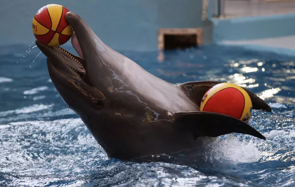 El delfinario más grande de Rusia abre sus puertas en Sochi El delfinario más grande de Rusia abre sus puertas en Sochi - Sputnik Mundo