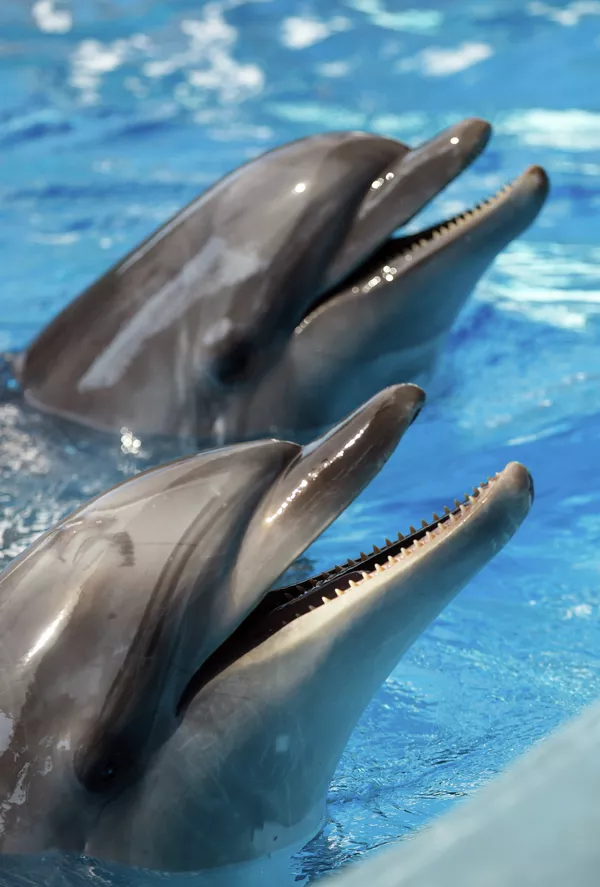 El delfinario más grande de Rusia abre sus puertas en Sochi El delfinario más grande de Rusia abre sus puertas en Sochi - Sputnik Mundo