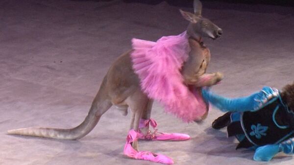 Espectáculo de osos polares y canguros en el circo Moscú - Sputnik Mundo