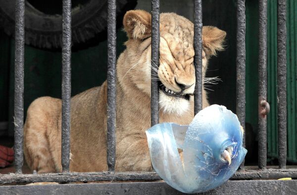 La “novia” de león africano llega al zoológico de San Petersburgo - Sputnik Mundo