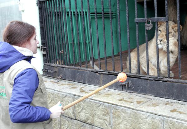 La “novia” de león africano llega al zoológico de San Petersburgo - Sputnik Mundo