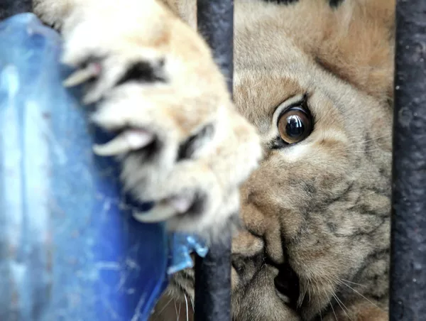 La “novia” de león africano llega al zoológico de San Petersburgo La “novia” de león africano llega al zoológico de San Petersburgo - Sputnik Mundo