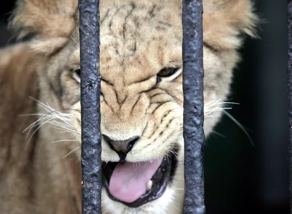 La “novia” de león africano llega al zoológico de San Petersburgo La “novia” de león africano llega al zoológico de San Petersburgo - Sputnik Mundo