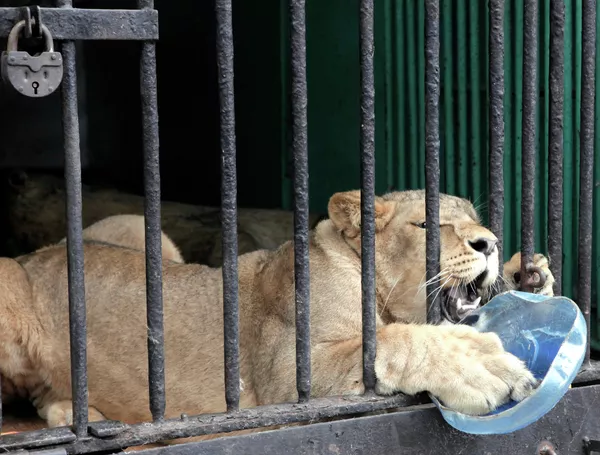 La “novia” de león africano llega al zoológico de San Petersburgo La “novia” de león africano llega al zoológico de San Petersburgo - Sputnik Mundo