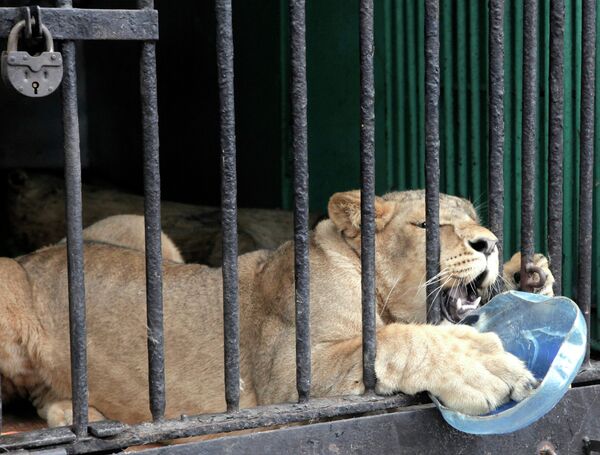 La “novia” de león africano llega al zoológico de San Petersburgo - Sputnik Mundo