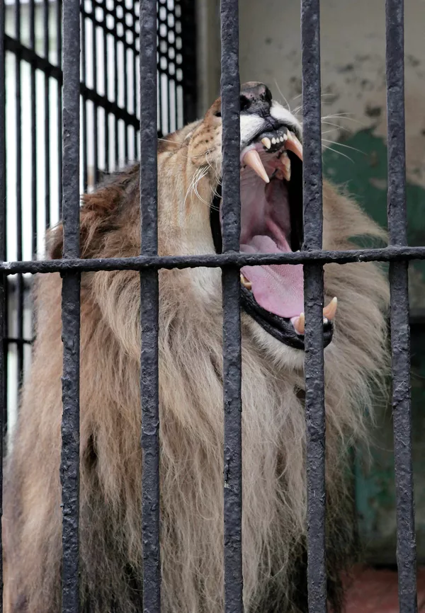 La “novia” de león africano llega al zoológico de San Petersburgo La “novia” de león africano llega al zoológico de San Petersburgo - Sputnik Mundo