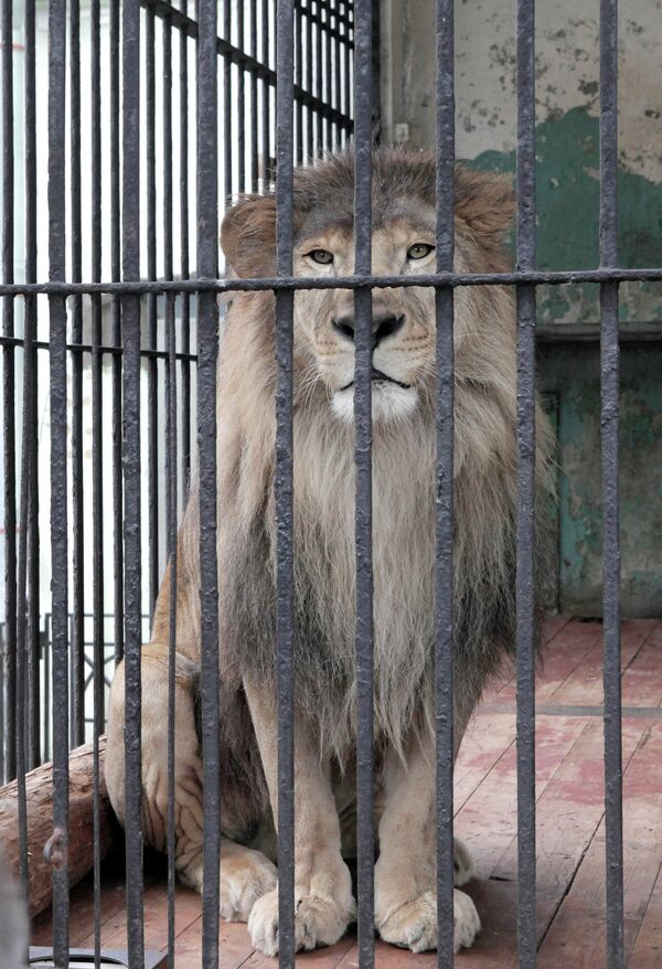 La “novia” de león africano llega al zoológico de San Petersburgo - Sputnik Mundo