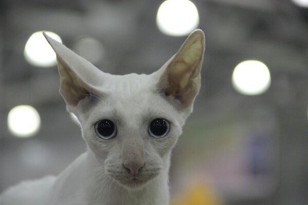 Exposición de gatos Expokot 2012 en Moscú - Sputnik Mundo