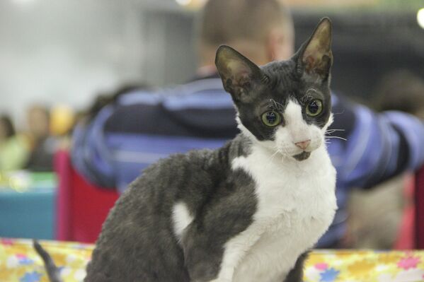 Exposición de gatos Expokot 2012 en Moscú - Sputnik Mundo