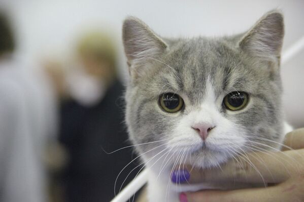 Exposición de gatos Expokot 2012 en Moscú - Sputnik Mundo