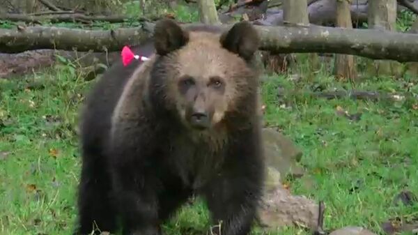 Oseznos huérfanos regresan a su hábitat natural  - Sputnik Mundo