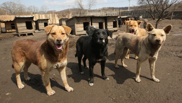 Los perros sin raza  - Sputnik Mundo