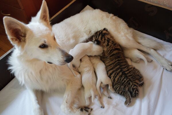 Una perra adopta a tres cachorros de tigre siberiano - Sputnik Mundo