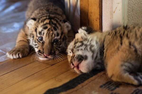 Una perra adopta a tres cachorros de tigre siberiano - Sputnik Mundo