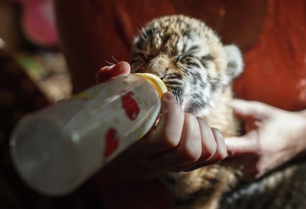 Una perra adopta a tres cachorros de tigre siberiano - Sputnik Mundo