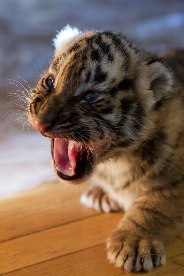 Una perra adopta a tres cachorros de tigre siberiano - Sputnik Mundo