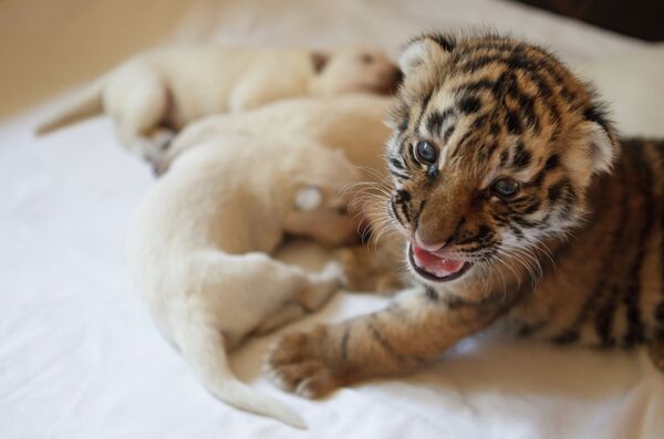 Una perra adopta a tres cachorros de tigre siberiano - Sputnik Mundo