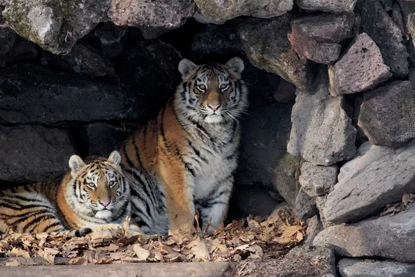 Su majestad el tigre siberiano Su majestad el tigre siberiano - Sputnik Mundo