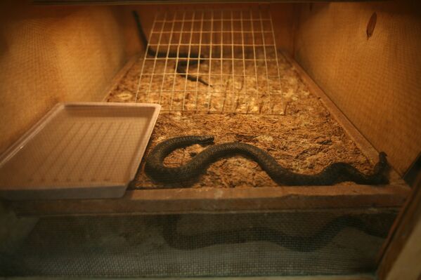 El Serpentario de Siberia, una fábrica de veneno puro - Sputnik Mundo