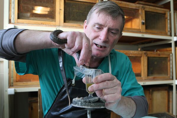 El Serpentario de Siberia, una fábrica de veneno puro - Sputnik Mundo