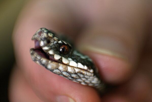 El Serpentario de Siberia, una fábrica de veneno puro - Sputnik Mundo