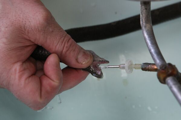 El Serpentario de Siberia, una fábrica de veneno puro - Sputnik Mundo