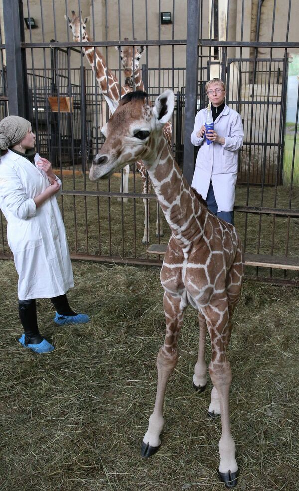 Сría de jirafa en el zoo de Kaliningrado - Sputnik Mundo