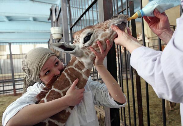 Сría de jirafa en el zoo de Kaliningrado - Sputnik Mundo