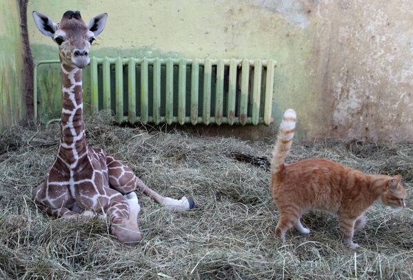 Сría de jirafa en el zoo de Kaliningrado - Sputnik Mundo