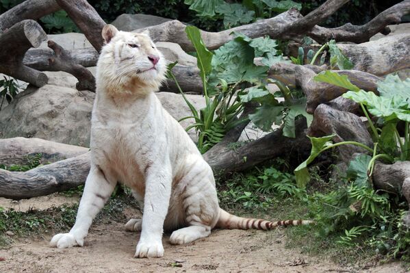 Tigres blancos y sus crías en el parque natural Chimelong de China - Sputnik Mundo