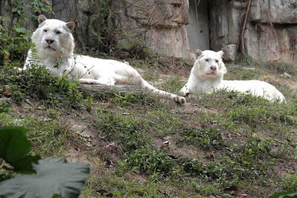 Tigres blancos y sus crías en el parque natural Chimelong de China - Sputnik Mundo