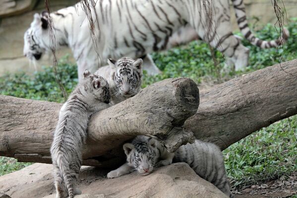 Tigres blancos y sus crías en el parque natural Chimelong de China - Sputnik Mundo