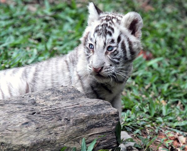 Tigres blancos y sus crías en el parque natural Chimelong de China - Sputnik Mundo