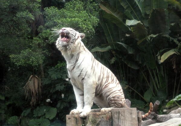 Tigres blancos y sus crías en el parque natural Chimelong de China - Sputnik Mundo