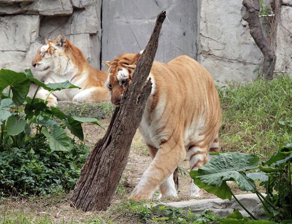 Tigres blancos y sus crías en el parque natural Chimelong de China - Sputnik Mundo