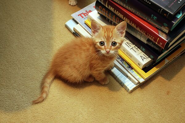 Dueños de gato cleptómano publican anuncios para devolver lo robado. (Archivo) - Sputnik Mundo