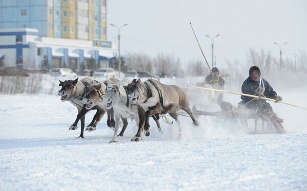 Torneo de pastores de renos en el norte de Siberia - Sputnik Mundo