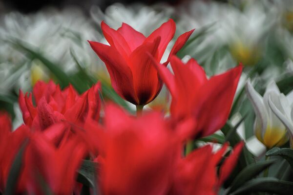 Tulipán, símbolo de la primavera - Sputnik Mundo