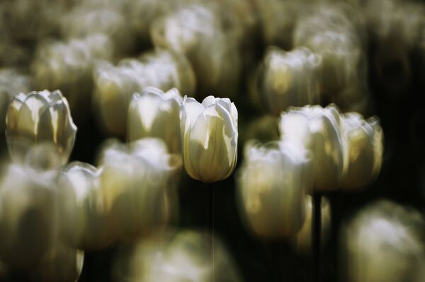 Tulipán, símbolo de la primavera - Sputnik Mundo