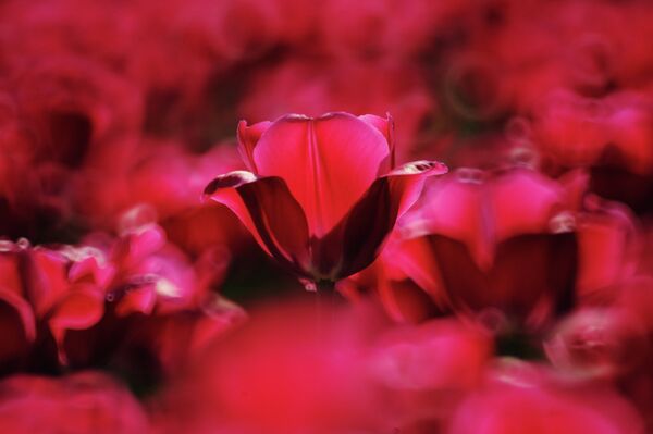 Tulipán, símbolo de la primavera - Sputnik Mundo