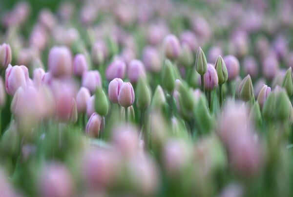 Tulipán, símbolo de la primavera - Sputnik Mundo