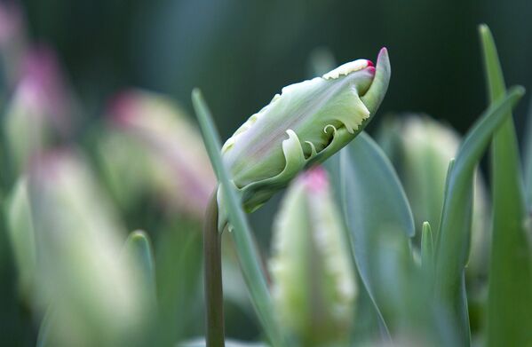 Tulipán, símbolo de la primavera - Sputnik Mundo
