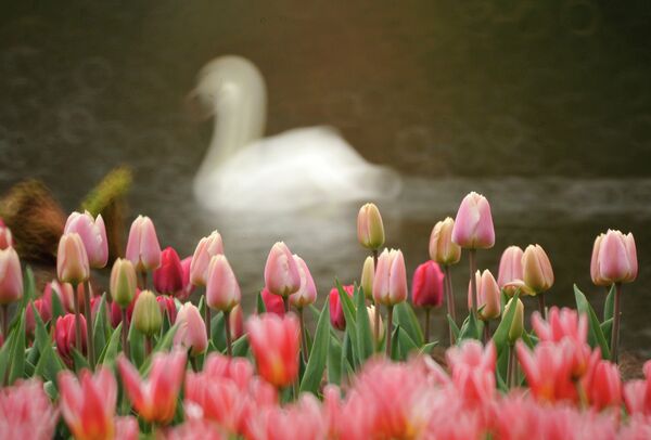 Tulipán, símbolo de la primavera - Sputnik Mundo