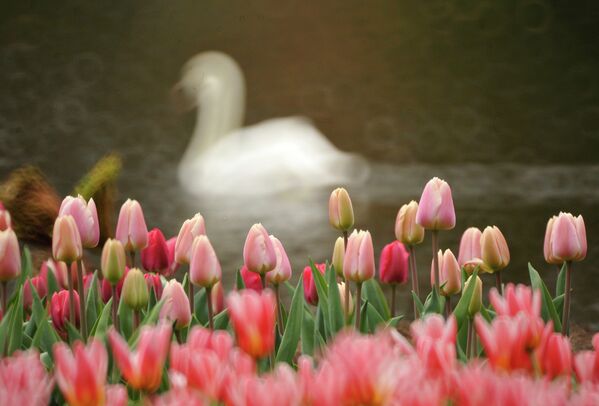 Tulipán, símbolo de la primavera - Sputnik Mundo