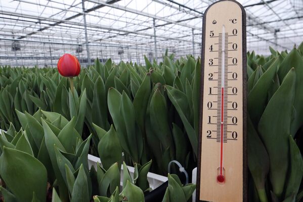 Tulipán, símbolo de la primavera - Sputnik Mundo