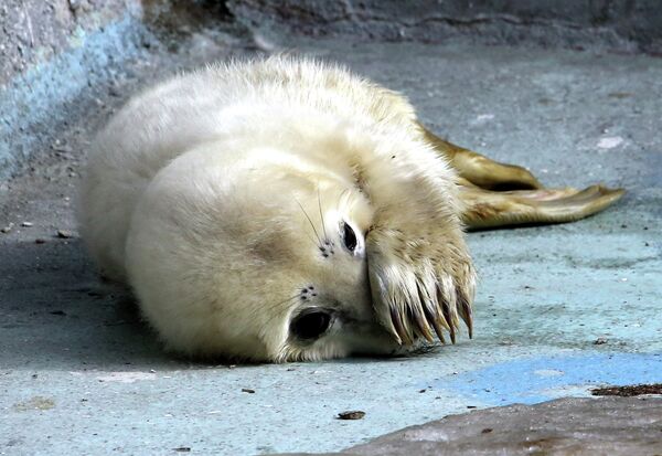 Сría de foca gris en el zoológico de Kaliningrado - Sputnik Mundo